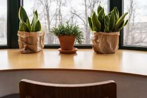 plants near a window